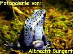 Zur Fotogalerie von Albrecht Bungert