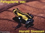 Zur Fotogalerie von Reimar DAVID
