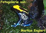 Zur Fotogalerie von Tobias Markus Englert