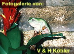 Zur Fotogalerie von Verena & Harald Köhler