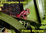 Zur Fotogalerie von Frank Krohne (Dartfrog.de)