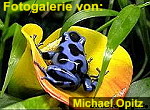 Zur Fotogalerie von Michael Opitz (Frogpage.de)